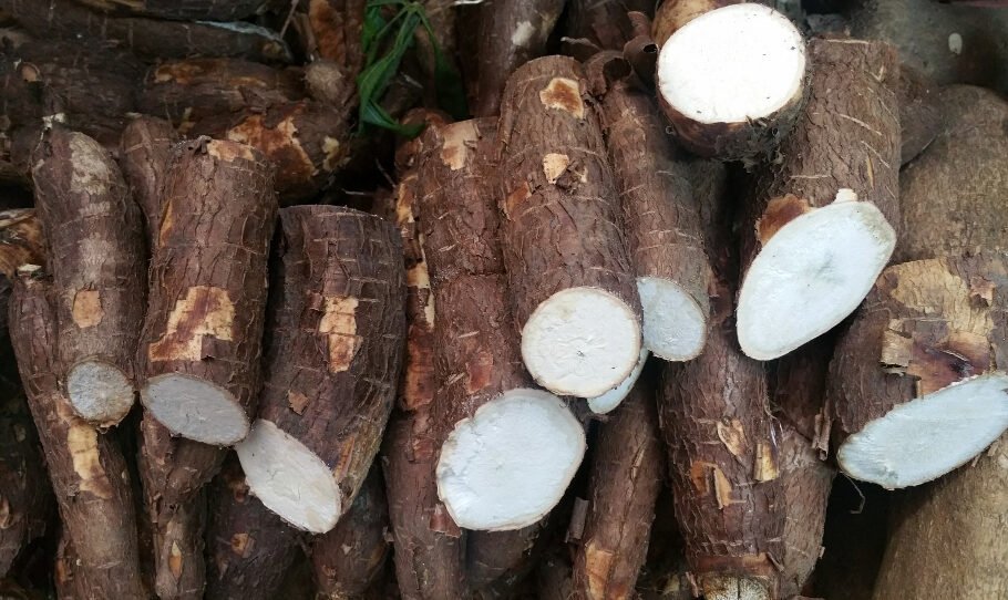 Cassava Farming Nigeria
